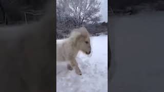 Такий милий поні. Such a cute pony💖😊