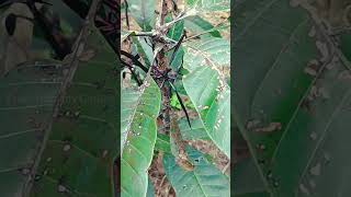 Black Mango plant | Exotic fruit tree