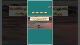 ايه دا مصيبه يلا بينا 😂