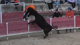 BARBENTANE JOURNEE TAURINE 1.11.23