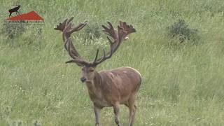 Red Stag in Velvet