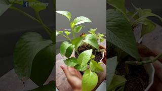 Rescue Plants - Pothos // Pothos Plant Care