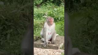 VID20241112171627 Monkey play