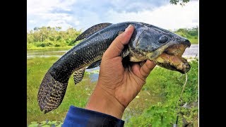 Swamp fishing -  Pataka (Wolffish)  and Krobia fish (cichlid)