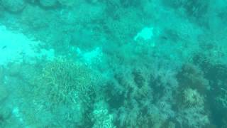 Snorkeling around coral in moalboal 4