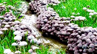 Mushroom Village ~ Minnesota Mushrooms