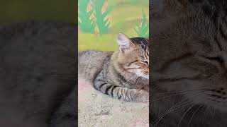 #shortvidio #cute # meong meong meong