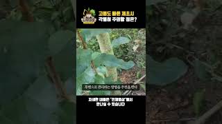 고농도 빠른 제초시 각별히 주의할 점은? | 나무대장🌳 나무농사의 모든것