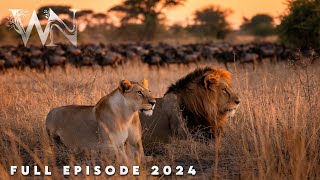 WILD SAVANNAH | The Migration Journey and Challenges in the Land of Predators | Animal documentary