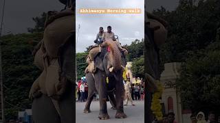 Mysore Dasara 2024.. Elephants Morning walk 🐘😍 #mysore #dasara #abhimanyu #mysoredasara #travel