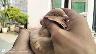 pila golden kabuter dekhiye kese hote hai|| गोल्डन कबूतर सफ़ेद आंख का ##kabuter #pigeon