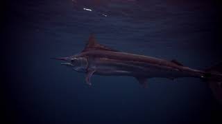 Black Marlin