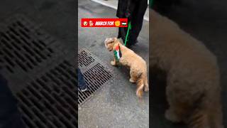 Dog Matcha For ✊🇵🇸 #funny #comedy #viral #video #shorts #short #viralvideo #trending #cute #sweet