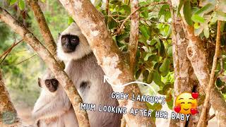 Yala National Park in Sri Lanka