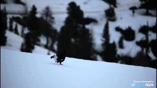 Galli forcelli sulla neve (Lyrurus tetrix), Dolomiti