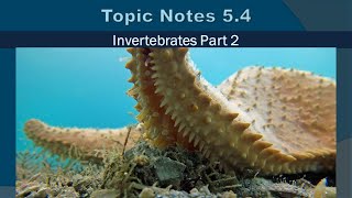 Topic Notes 5 4   Invertebrates Part 2