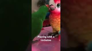 Parrots playing with Rockatoo | funny animal video