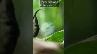 Tailorbird and Lotens Sunbird |#bird #sunbird #indianbirds #nature #beautifulanimals #indianwildlife