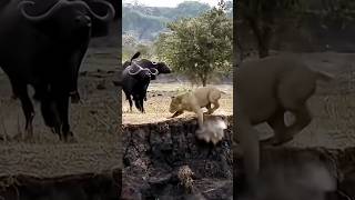 When buffaloes strike back intense show down with a lion #wildlife #shorts