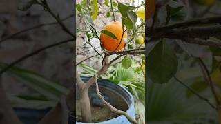 ছাদ বাগানের কমলা 🍊 Orange In my rooftop garden #orange #fruit #terracegarden #rooftopgarden #hobbies