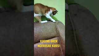 Kucing Oren Ngerusak #kucing #kucingcomel #kucingoren #kucingkampung #kucinglucu #kucingimut