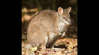 Parma Wallaby hunt #hunting #animals