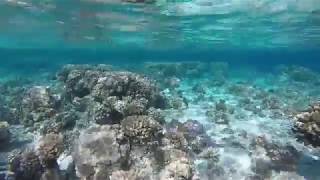 Sous l'eau à Makemo, aux Tuamotu