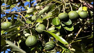 زهور واشجار وثمار غريبة ونادرة في أحراش تنزانياMaua adimu, miti na matunda katika misitu ya Tanzania