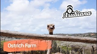 OSTRICH FARM | Arubiana UTV, ATV & FUN TOYS rental in Aruba