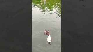 kid's funny Duck #youtube