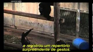 A Jornada do Homo Sapiens - Documentário (2008)