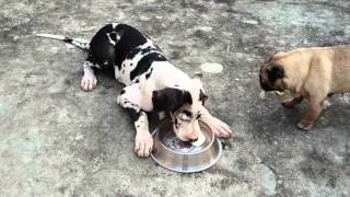 Dane puppy vs frozen milk