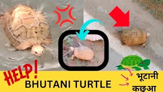 भूटानी कछुआ 🐢🐢 in हरिद्वार ।। #trendingvideo #music #vlogchannel #sauravjoshivlogs #help #poor ✅✅