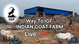 Way to IGF INDIAN GOAT FARM LIVE LOCATION.