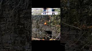 Slo Mo Pumpkin Wall Drop Smashing Halloween Pumpkins 2020 The Tom & Haley Show #shorts #pumpkins