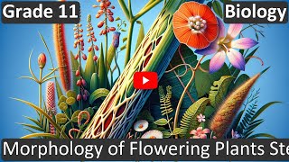 Grade 11 | Biology | Morphology of Flowering Plants Stem | Free Tutorial | CBSE | ICSE | State Board