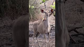 Kudu at Etosha National Park, Namibia.