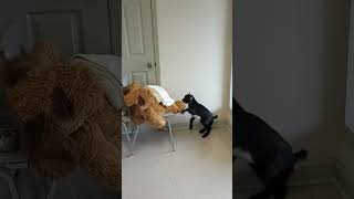 Baby Goat Fighting With Stuffed Dog