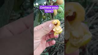 conhece essa fruta?