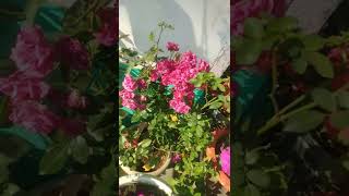 #garden blooms#shorts