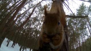 squirrel, GOPRO HERO3 BLACK EDITION 2