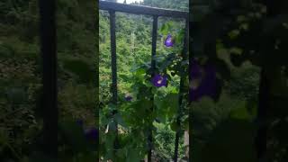 aparajita#vishnukanta#blue pea#beautiful flower# balcony#shorts