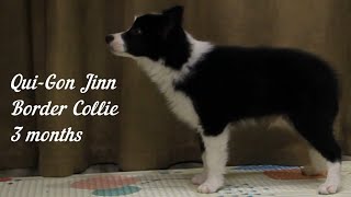 Jinn - border collie 3 months | basic training