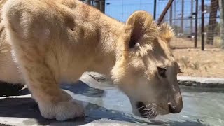 Lion Cub Transported from War Zone to Sanctuary