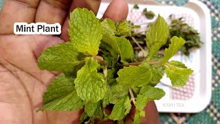 Mint Plant Ddagala Agoba Akasu Mubakyala Wansi Ayawukana ku Nnabbugira