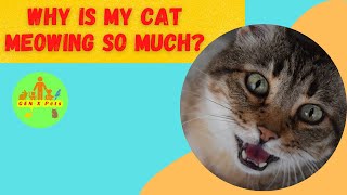 Why is my cat meowing so much? | Why do cats cry during mating?