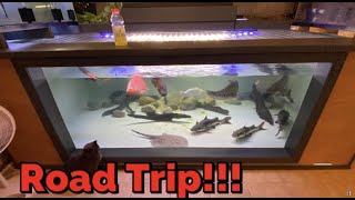 Epic Road Trip To Monster Private Aquarium & New Fish Added!