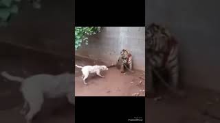 Tiger vs dog  real fight