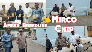 Amber Breedline Hyderabadi Bakriya| Micro Chip in Goat farming | Hyderabad