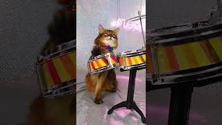 Prepare for Cuteness Overload: Little Cat Drummer in Action 🐈🥁 #shorts